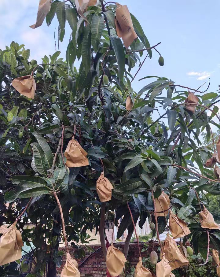 Mango protection bags for optimal fruit preservation