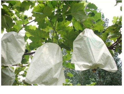 Grape protection bags for optimal fruit growth and quality